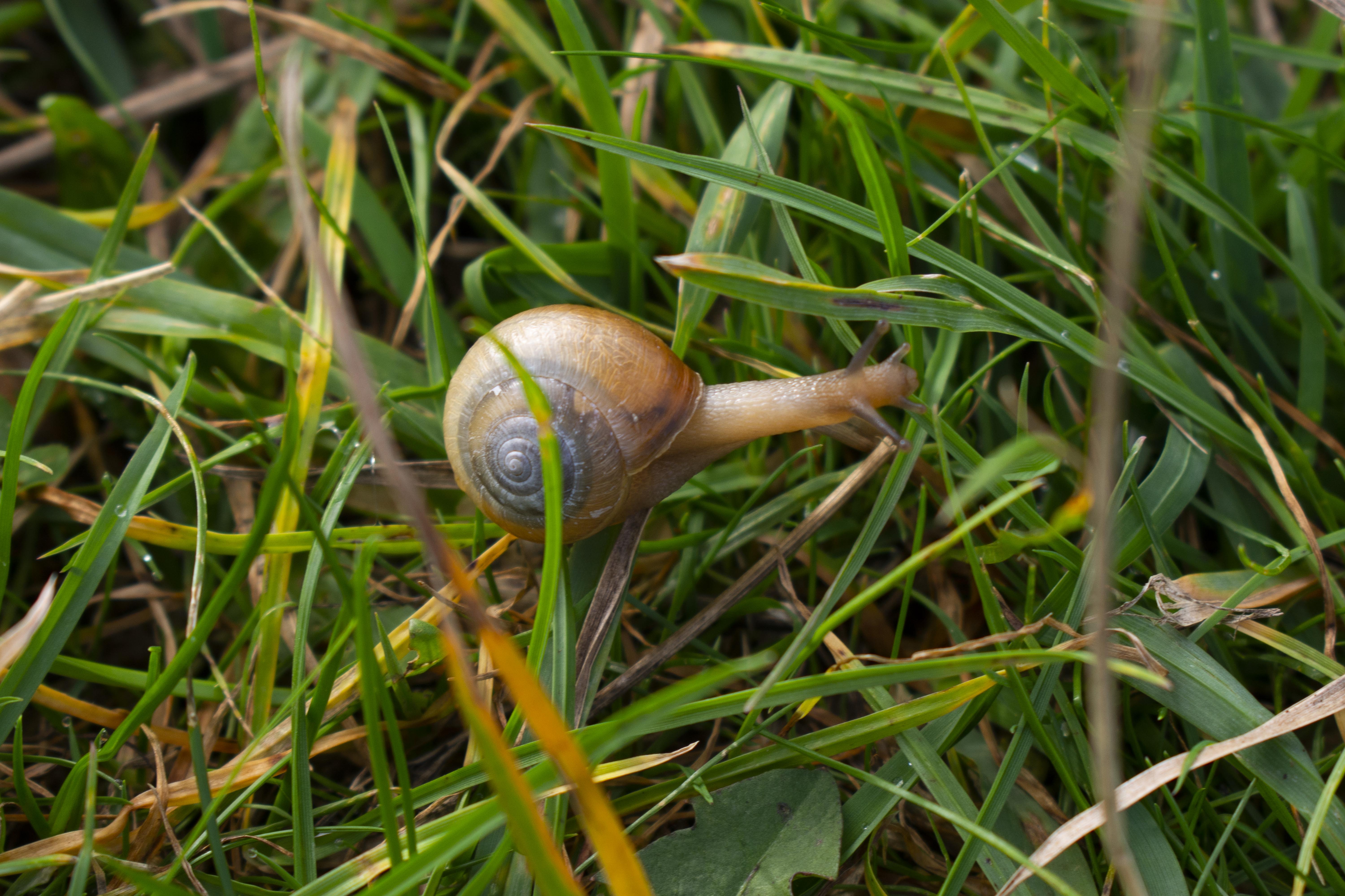 A Snail on the grass.